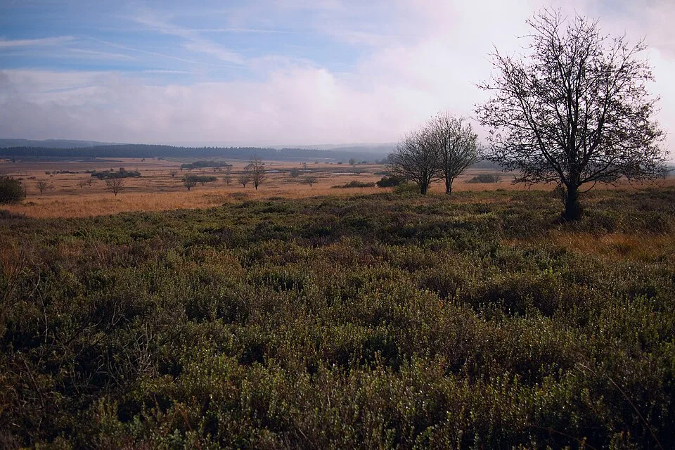 Herbstfarben in der Fagne Wallonne im Hohen Venn