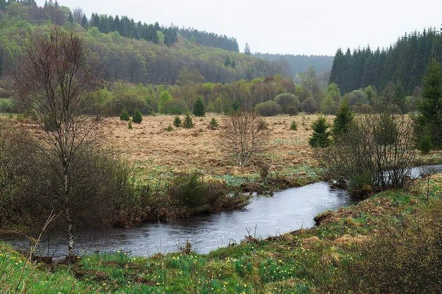 Die Rur am Hohen Venn bei Bütgenbach