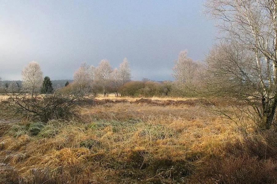 Nebel und Raureif im Hohen Venn