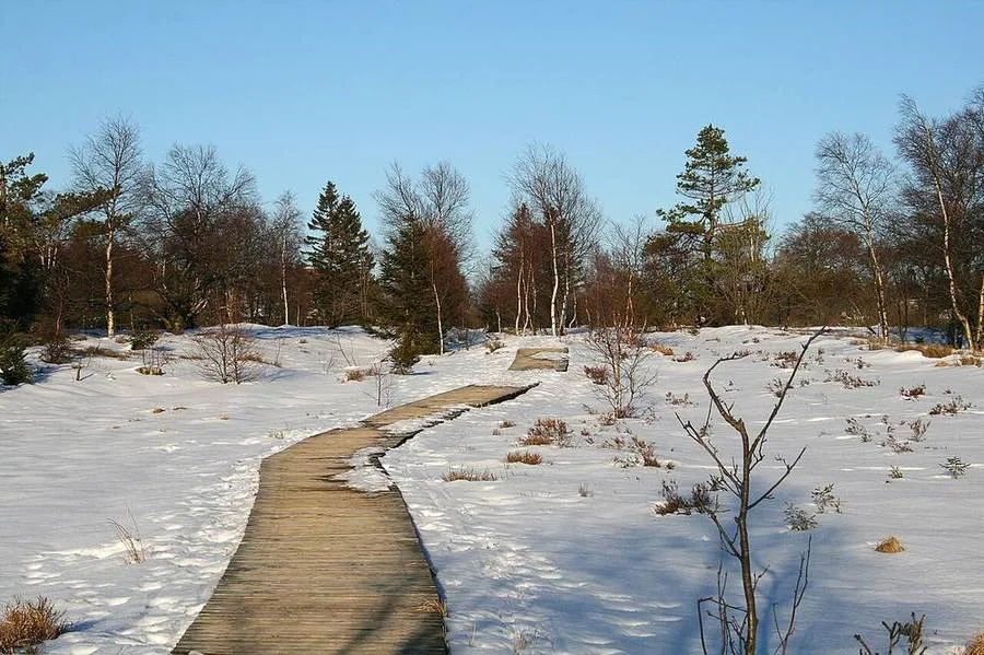 Verschneiter Holzsteg im Hohen Venn bei Xhoffraix