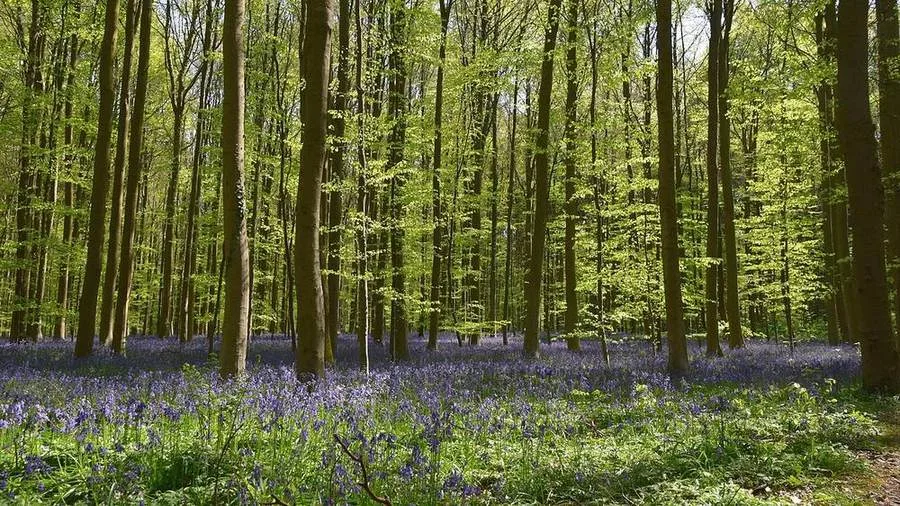 Blühende Hasenglöckchen im Hallerbos