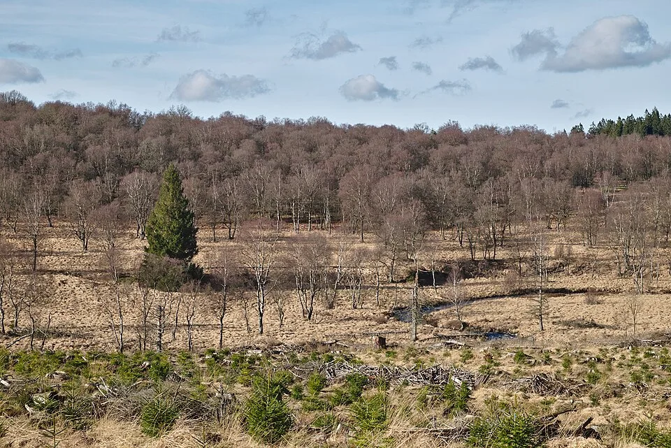 Hochmoorlandschaft im Hohen Venn bei Weismes