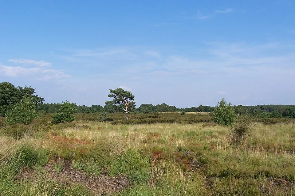 Mechelse Heide im Nationalpark Hoge Kempen