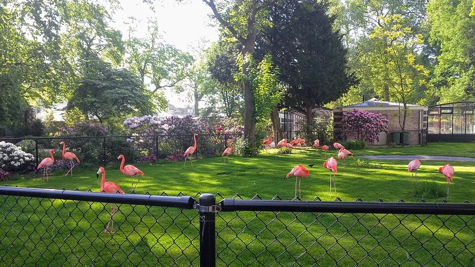 Flamingogehege im Zoo Antwerpen